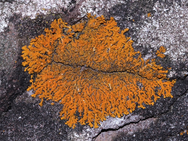Orange Wall Lichen photo 4
