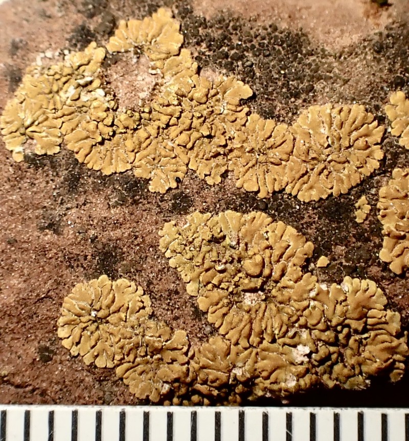 Orange Wall Lichen photo 5