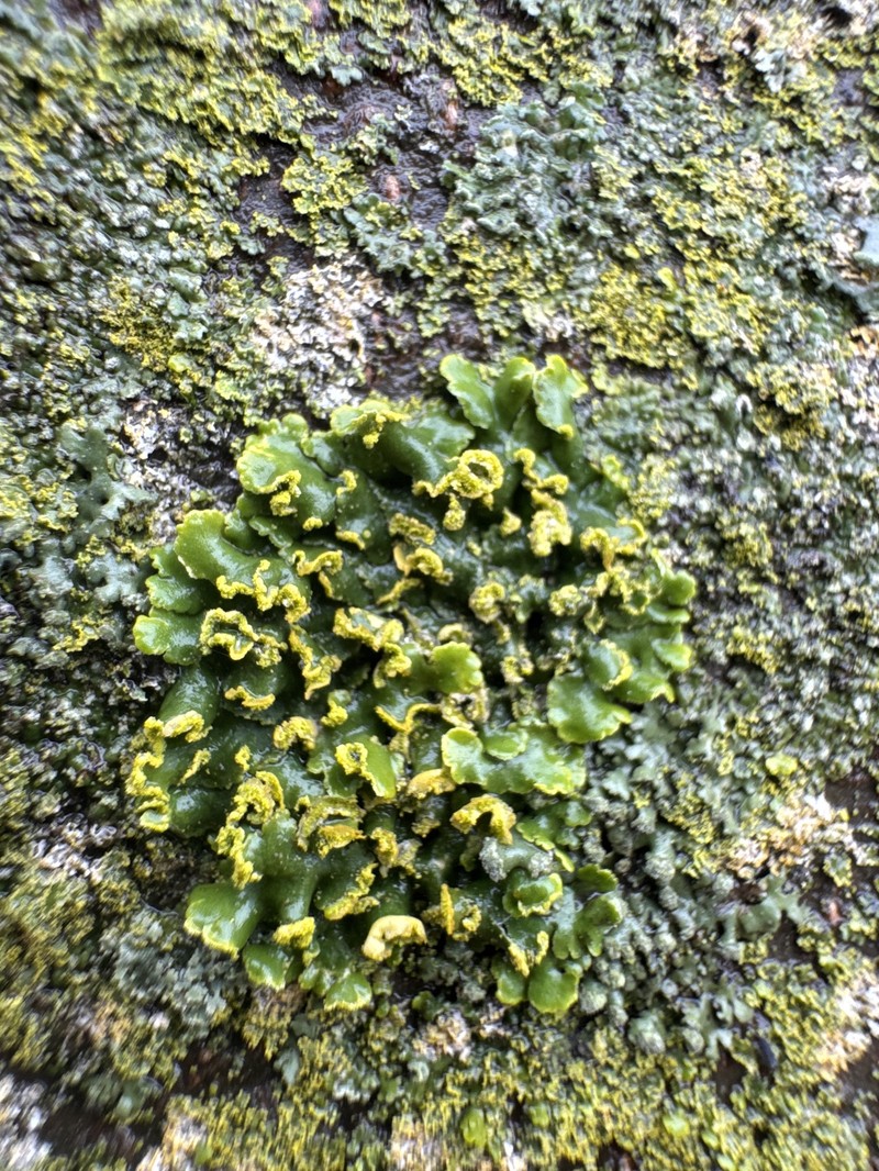 Xanthoria ulophyllodes photo 2