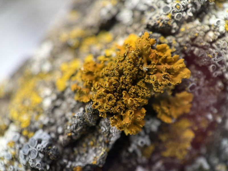 Xanthoria ulophyllodes photo 3