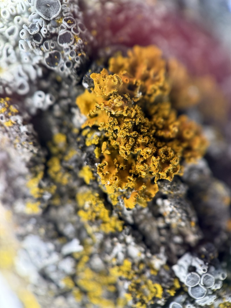 Xanthoria ulophyllodes photo 4