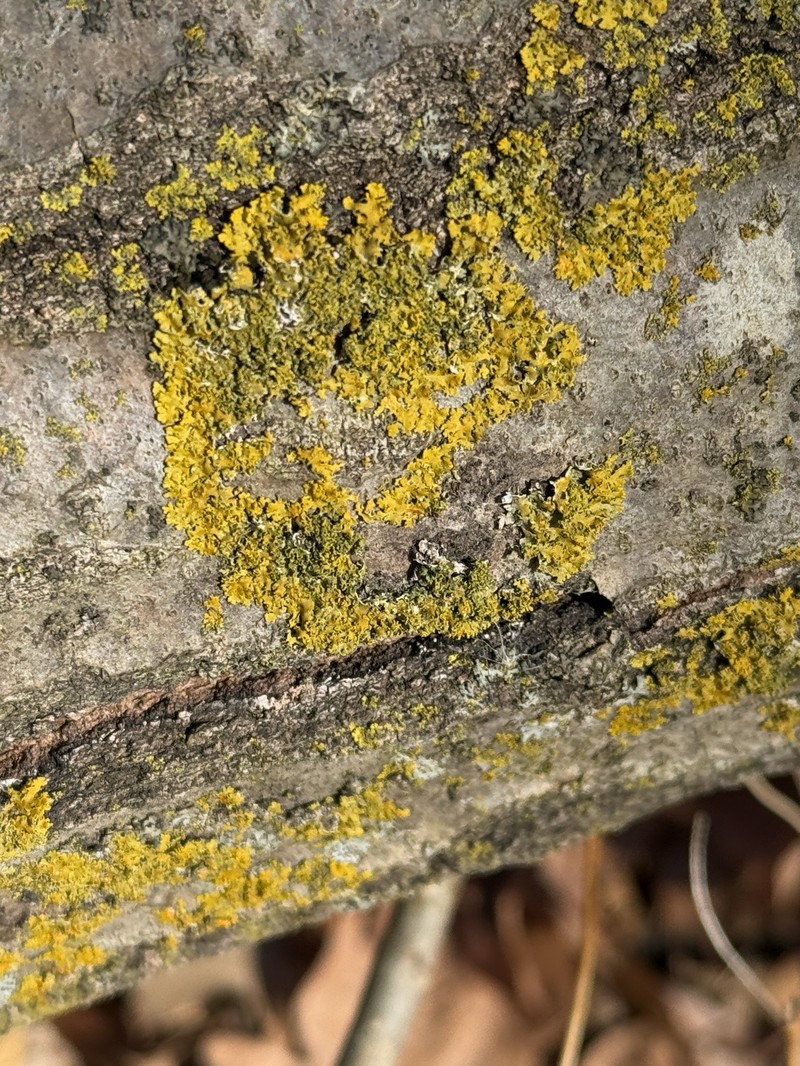 Xanthoria ulophyllodes photo 5