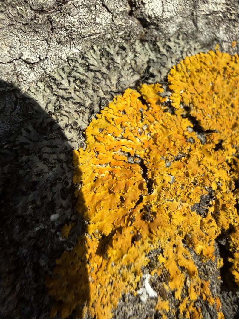 Xanthoria ulophyllodes photo 6