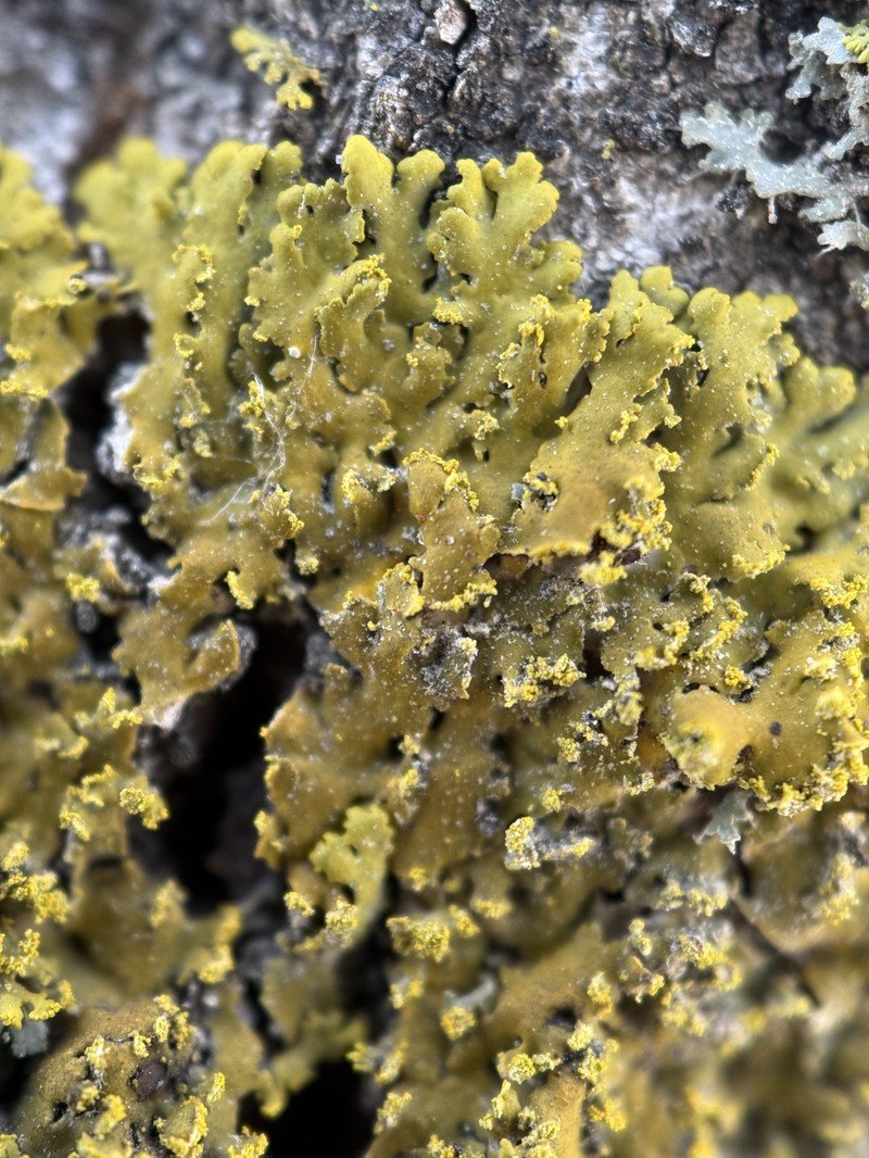 Xanthoria ulophyllodes photo 7