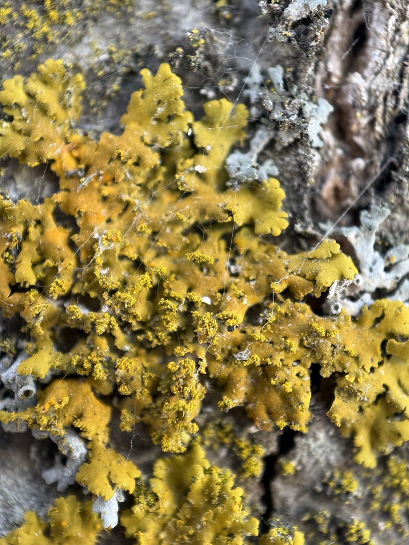 Xanthoria ulophyllodes photo 8