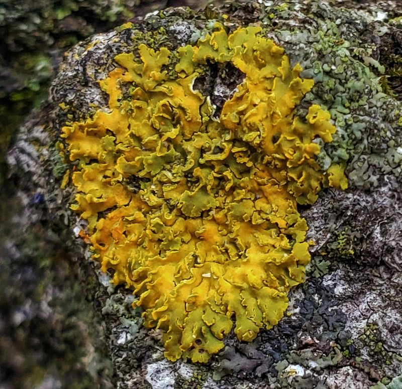 Xanthoria ulophyllodes