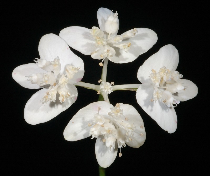 Xanthosia atkinsoniana