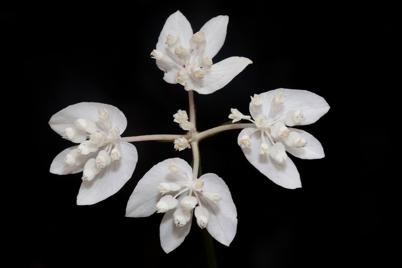 Xanthosia atkinsoniana photo 2