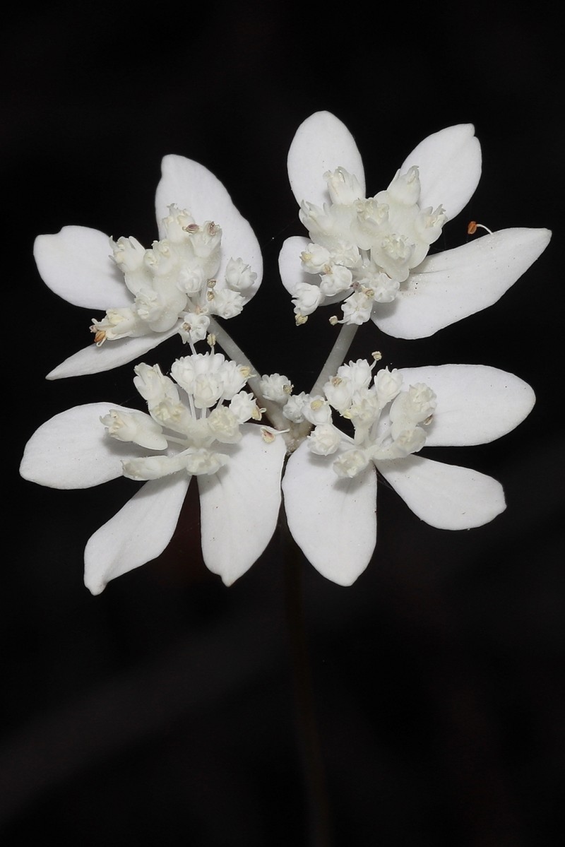 Xanthosia atkinsoniana photo 3