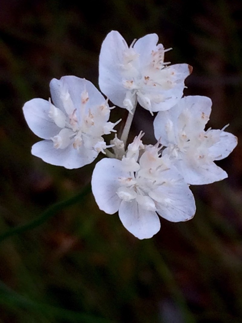 Xanthosia atkinsoniana photo 4