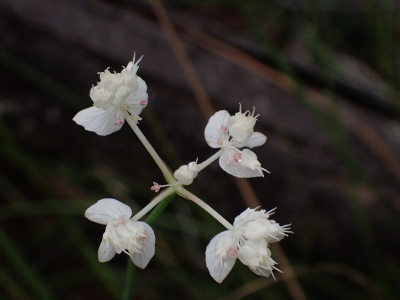 Xanthosia atkinsoniana photo 5