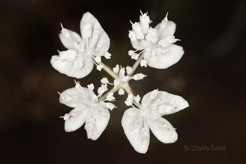 Xanthosia atkinsoniana photo 6