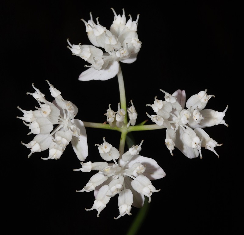 Xanthosia atkinsoniana photo 7