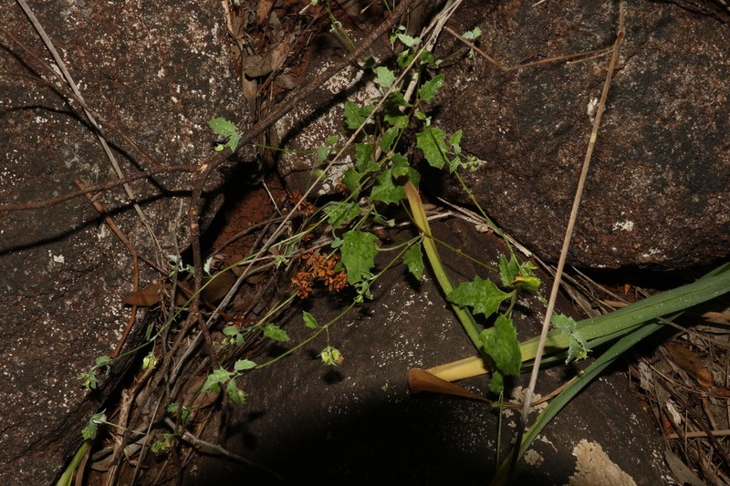 Xanthosia candida