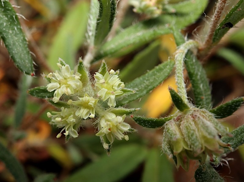 Xanthosia ciliata