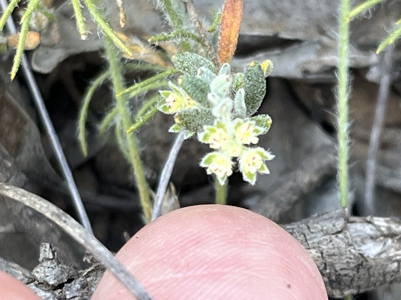 Xanthosia ciliata photo 2