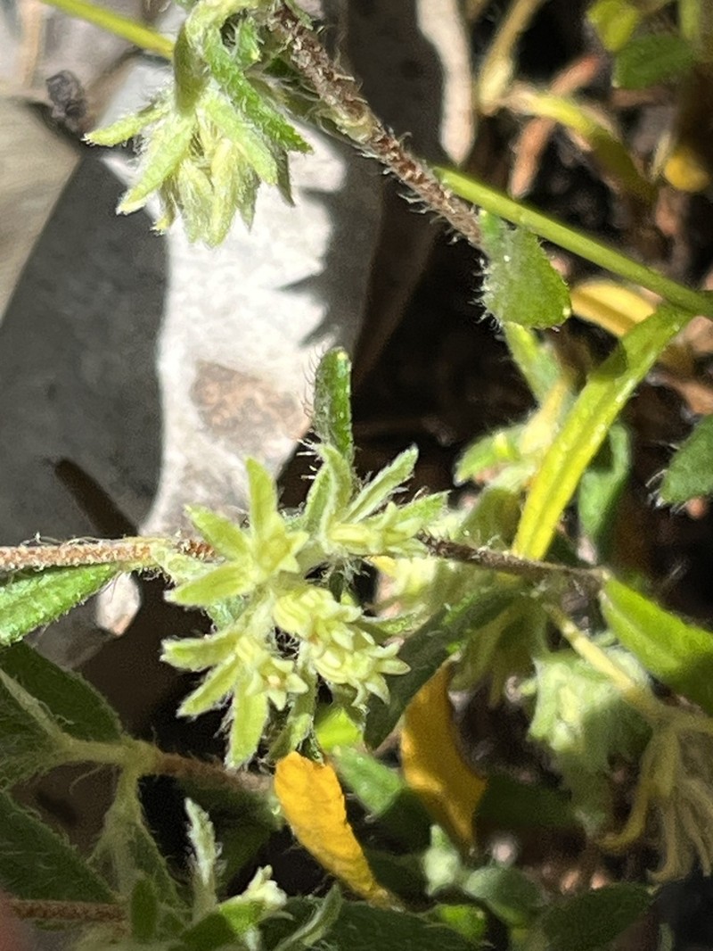 Xanthosia ciliata photo 3