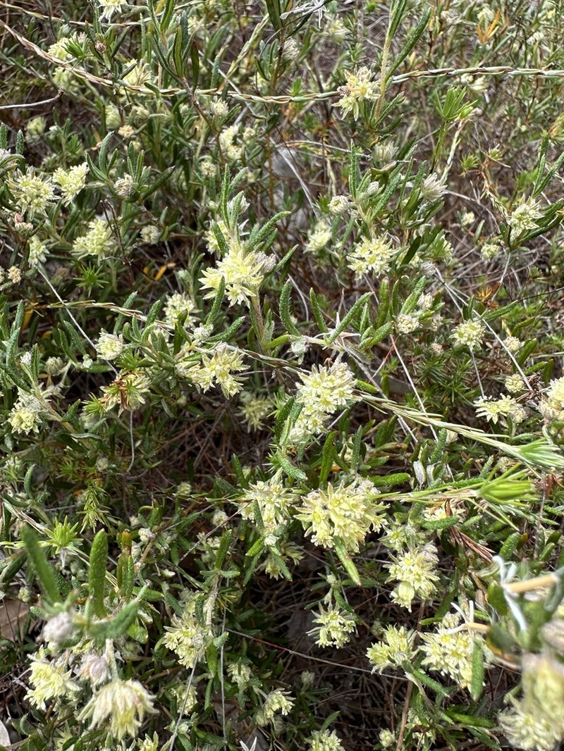 Xanthosia ciliata photo 4