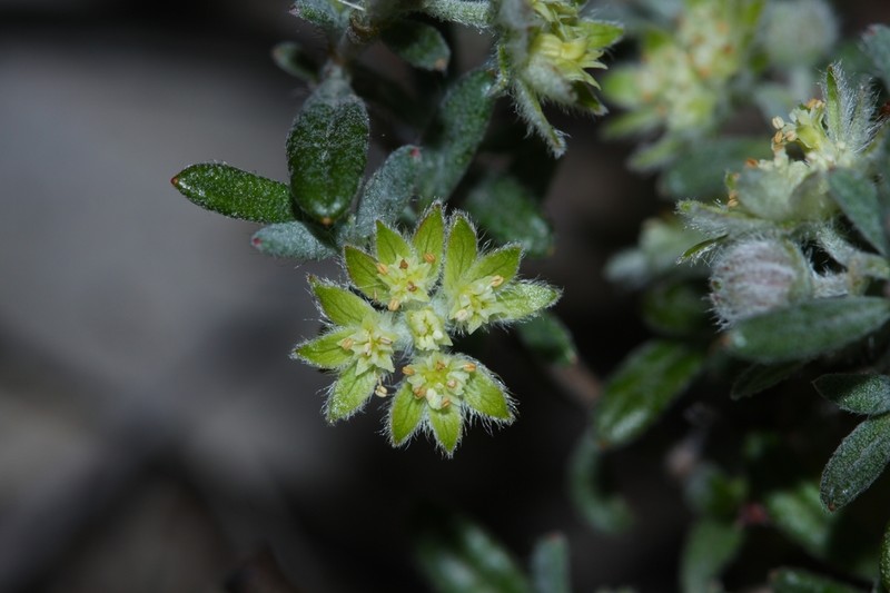 Xanthosia ciliata photo 5