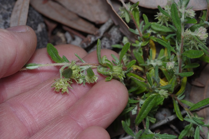 Xanthosia ciliata photo 6