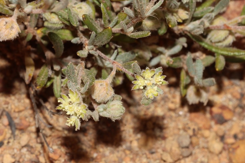 Xanthosia ciliata photo 7