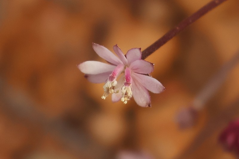 Xanthosia collina