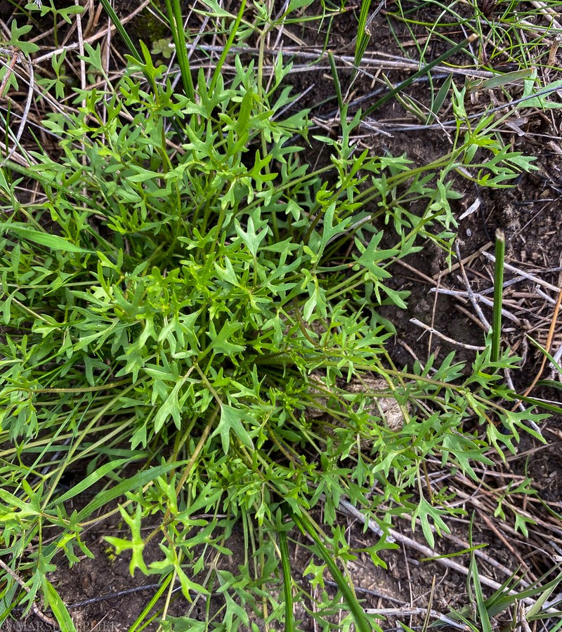 Xanthosia dissecta