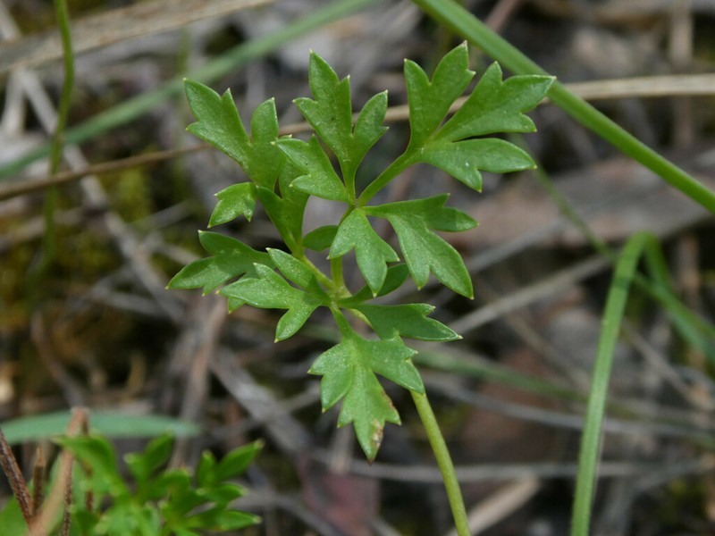 Xanthosia dissecta photo 4