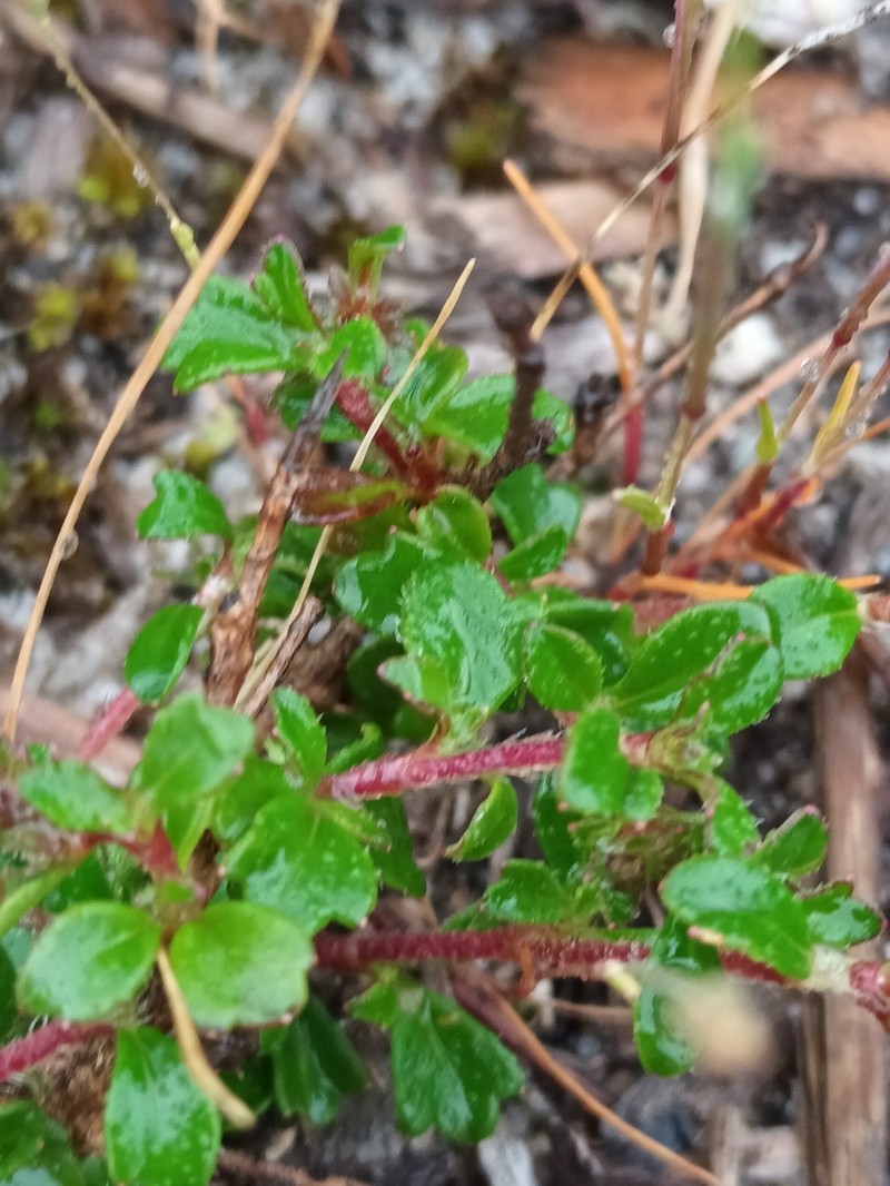 Xanthosia eichleri photo 2