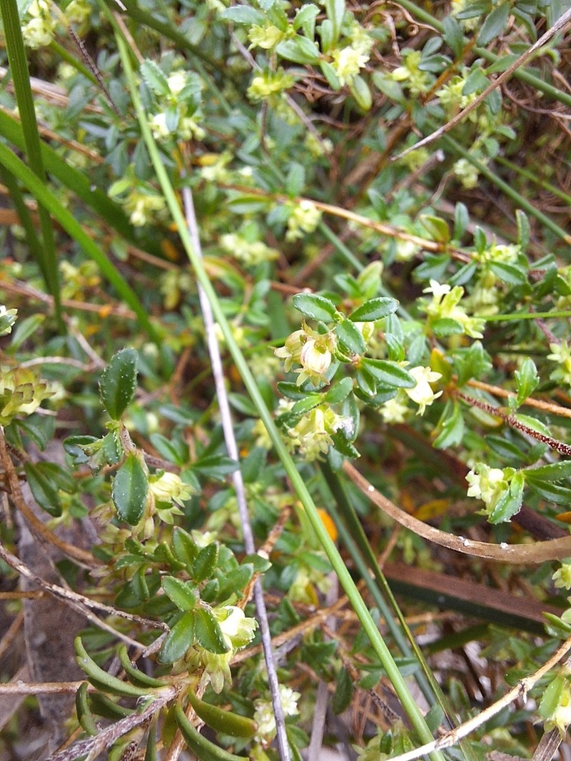 Xanthosia eichleri photo 3