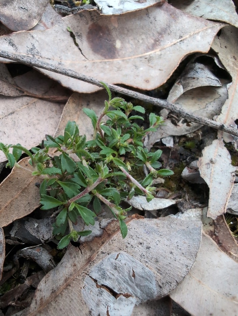 Xanthosia eichleri photo 4