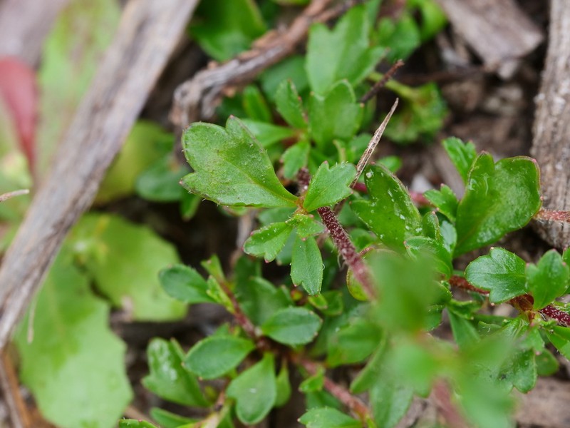 Xanthosia eichleri photo 5
