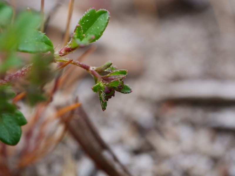 Xanthosia eichleri photo 6