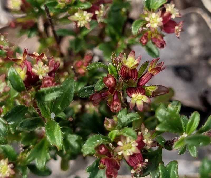 Xanthosia eichleri photo 7
