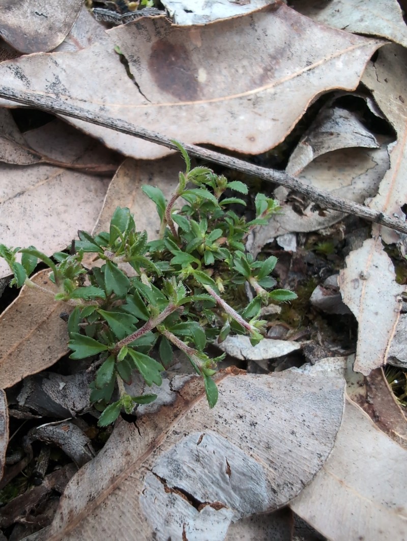 Xanthosia eichleri photo 8