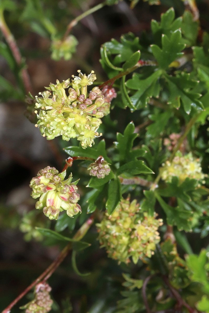 Xanthosia fruticulosa