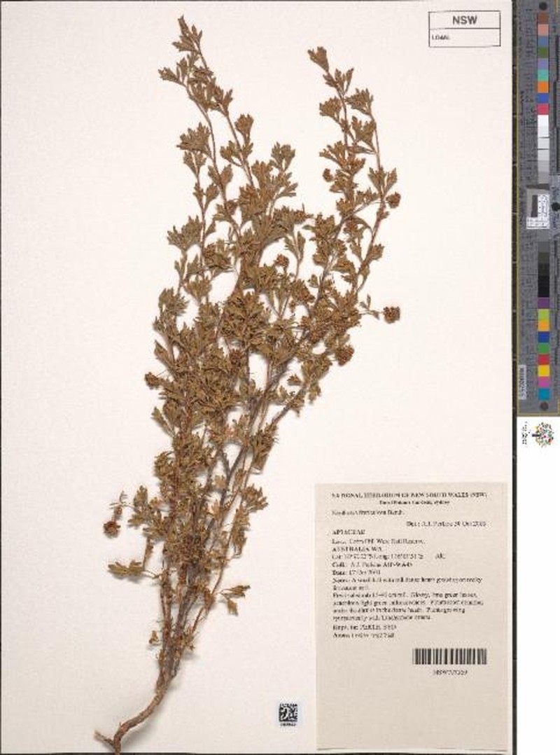 Xanthosia fruticulosa photo 2