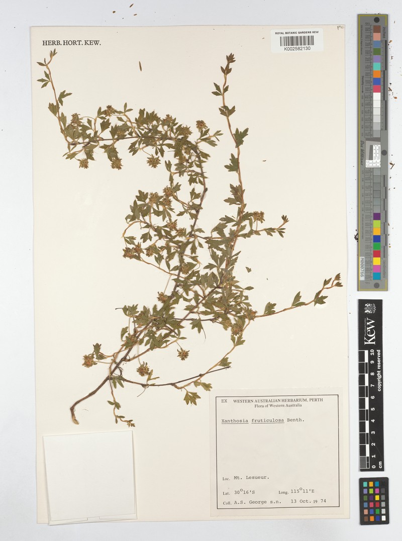 Xanthosia fruticulosa photo 3