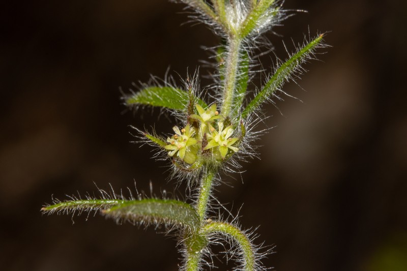Xanthosia huegelii