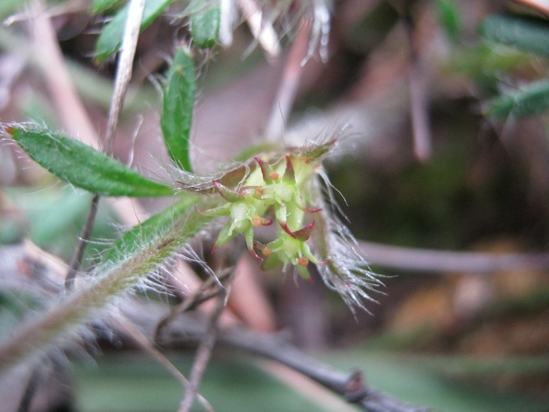 Xanthosia huegelii photo 2