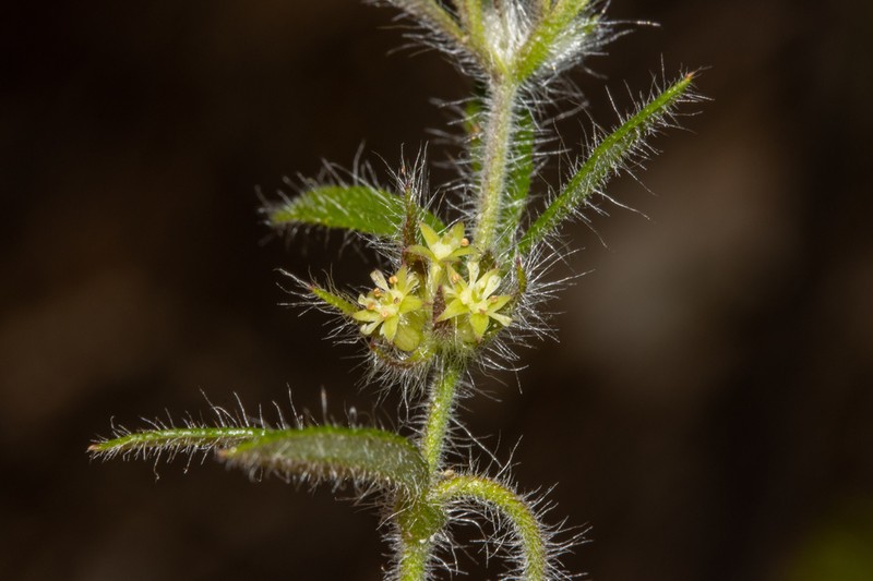 Xanthosia huegelii photo 3