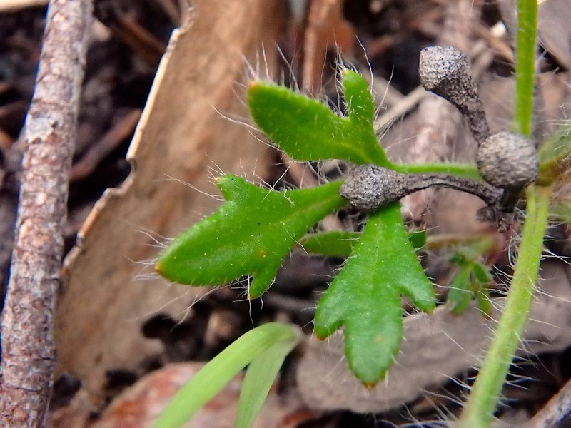 Xanthosia huegelii photo 4