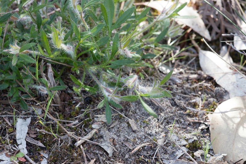 Xanthosia huegelii photo 5