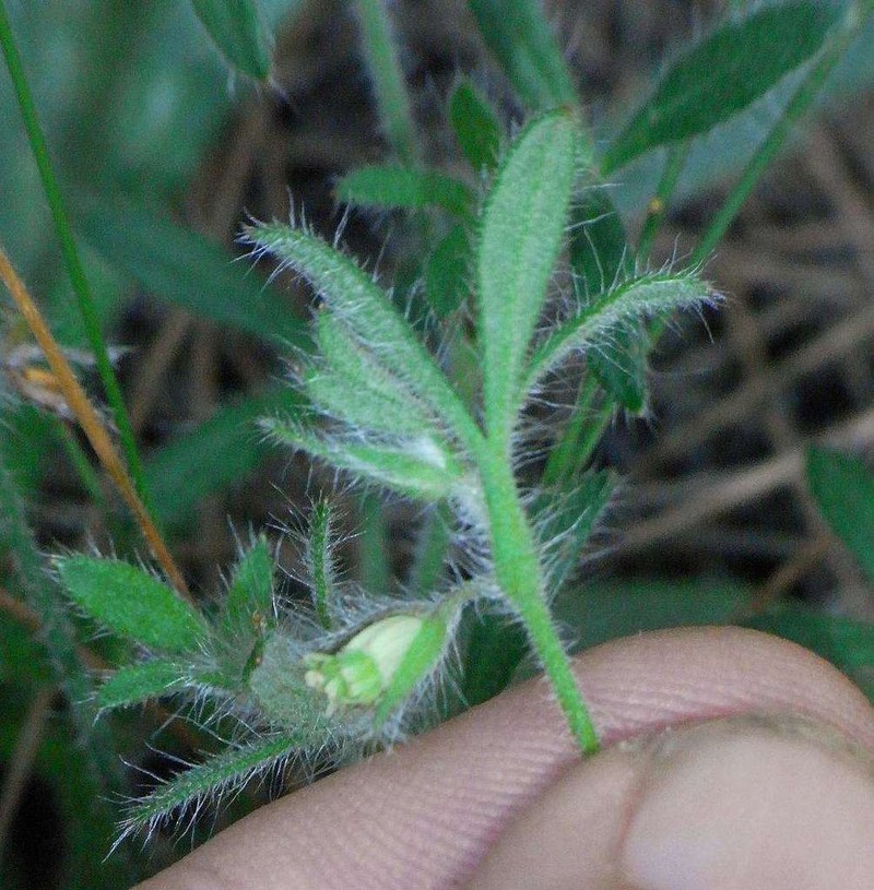 Xanthosia huegelii photo 6