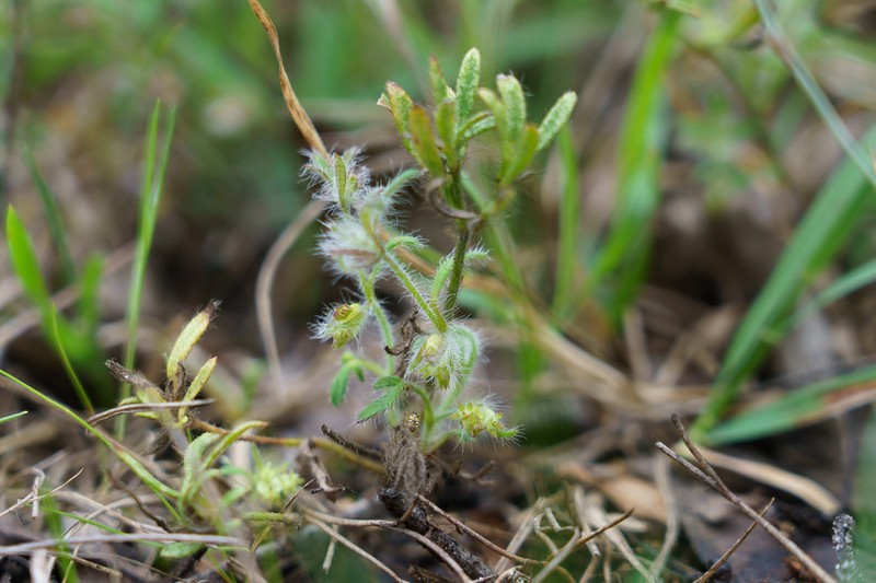 Xanthosia huegelii photo 7