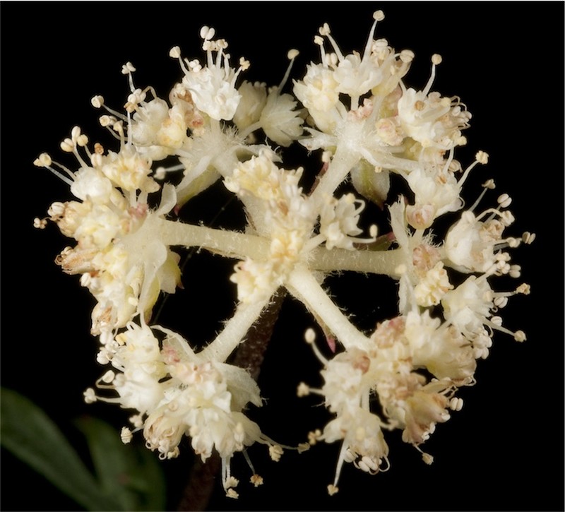 Xanthosia kochii