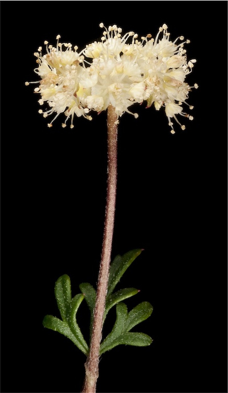Xanthosia kochii photo 2