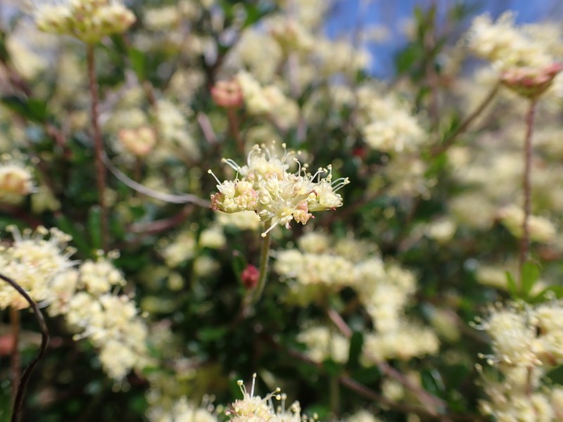 Xanthosia kochii photo 3