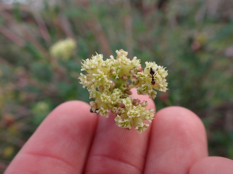 Xanthosia kochii photo 5