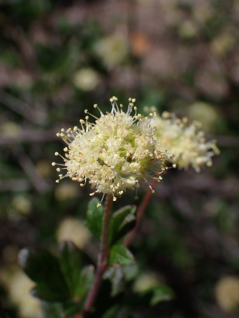 Xanthosia kochii photo 6